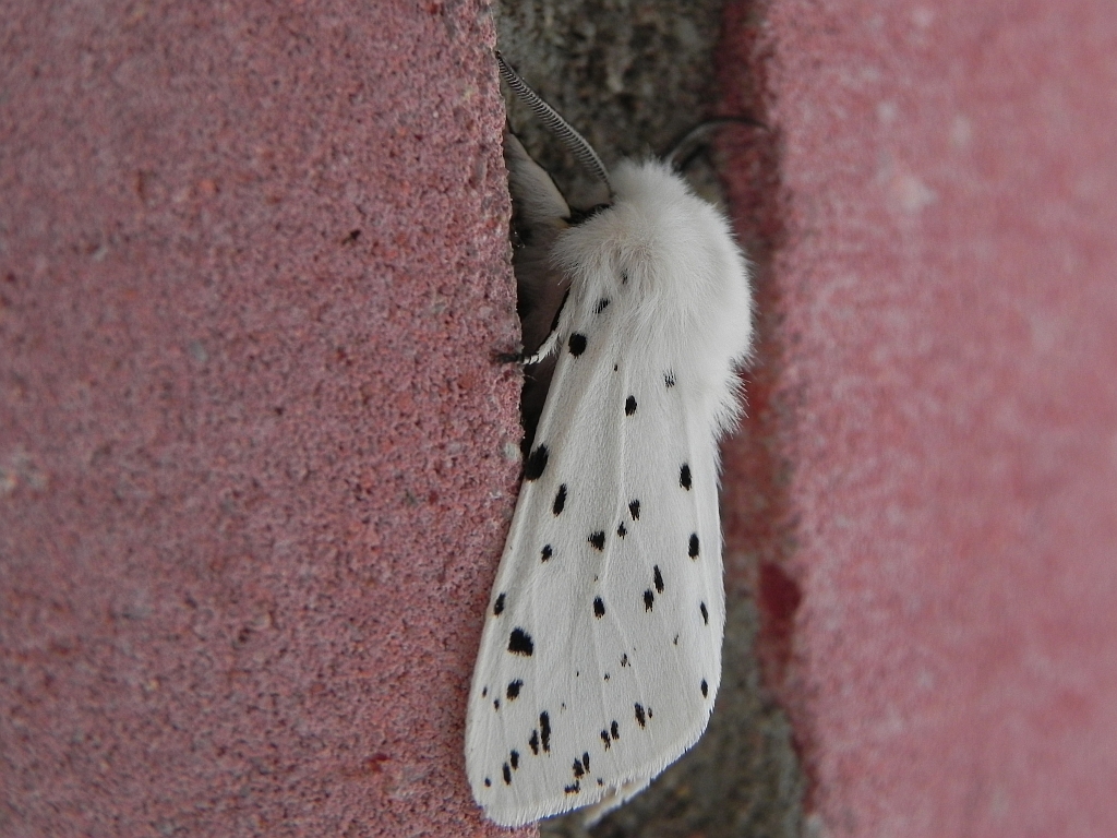 Szewnica miętówka (Spilosoma lubricipeda)