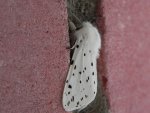 Szewnica miętówka (Spilosoma lubricipeda)