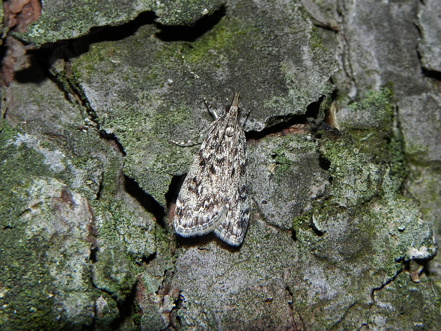 Scoparia basistrigalis
