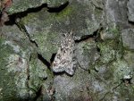 Scoparia basistrigalis