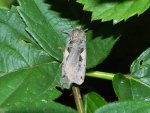 Rolnica panewka (A. c-nigrum)