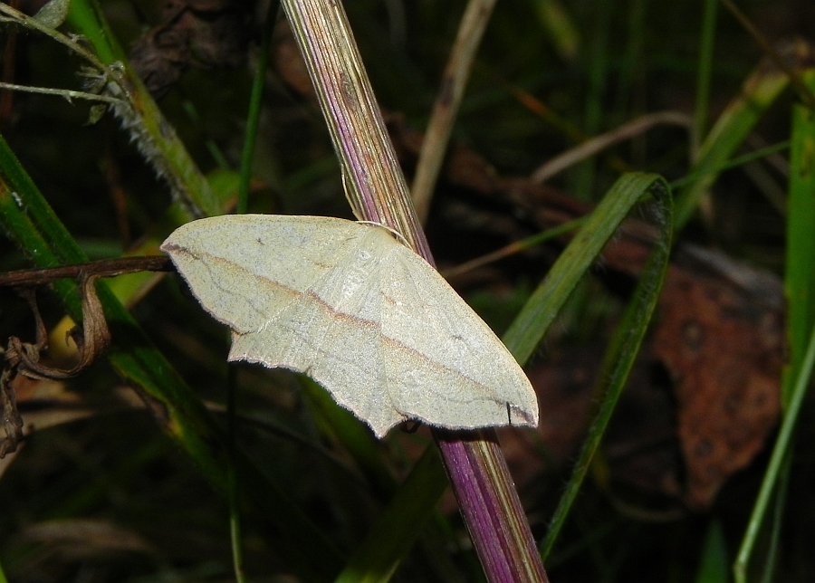 Walgina rdestniak (Timandra comae, Calothysanis amata)