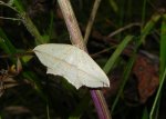 Walgina rdestniak (Timandra comae, Calothysanis amata)
