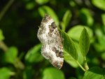 Paśnik posmutek (Epirrhoe tristata)
