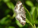 Paśnik posmutek (Epirrhoe tristata)