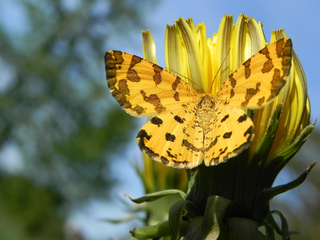 Osmaganek plamek (Pseudopanthera macularia)