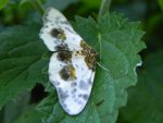 Plamiec leśniak (Calospilos sylvata)