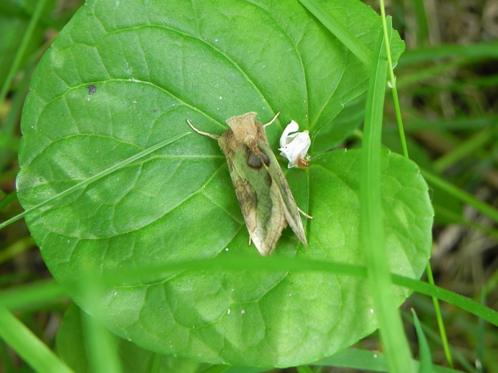 Błyszczka spiżówka (Diachrysia chrysitis)