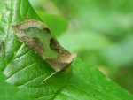 Błyszczka spiżówka (Diachrysia chrysitis)