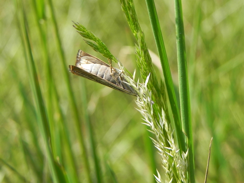 Minetia criella