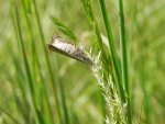 Minetia criella