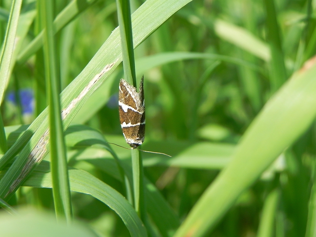 Eustrotia olivana