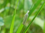 Minetia criella