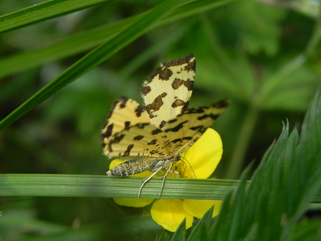 Osmaganek plamek (Pseudopanthera macularia)