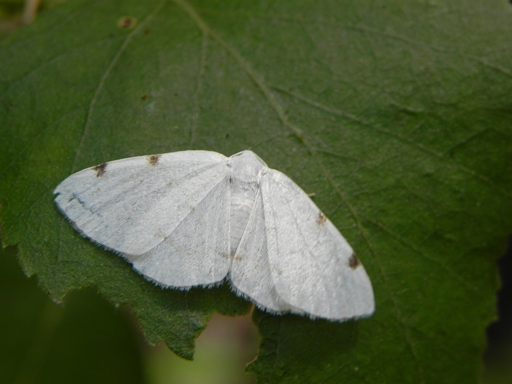 Ciemnokres dwuplamek (Lomographa bimaculata)