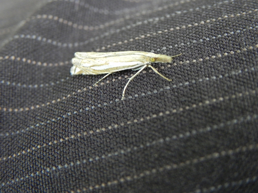Minetia criella