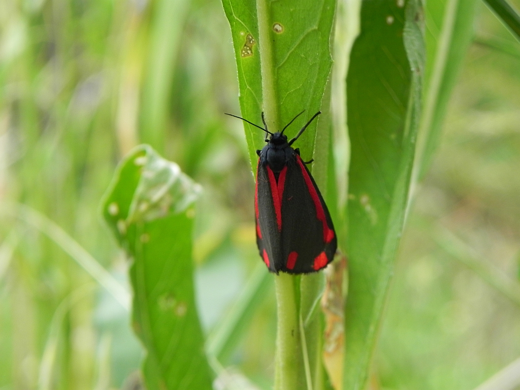 Proporzyca marzymłódka (Tyria jacobaeae)