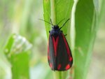Proporzyca marzymłódka (Tyria jacobaeae)