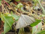 Polypogon tentacularia