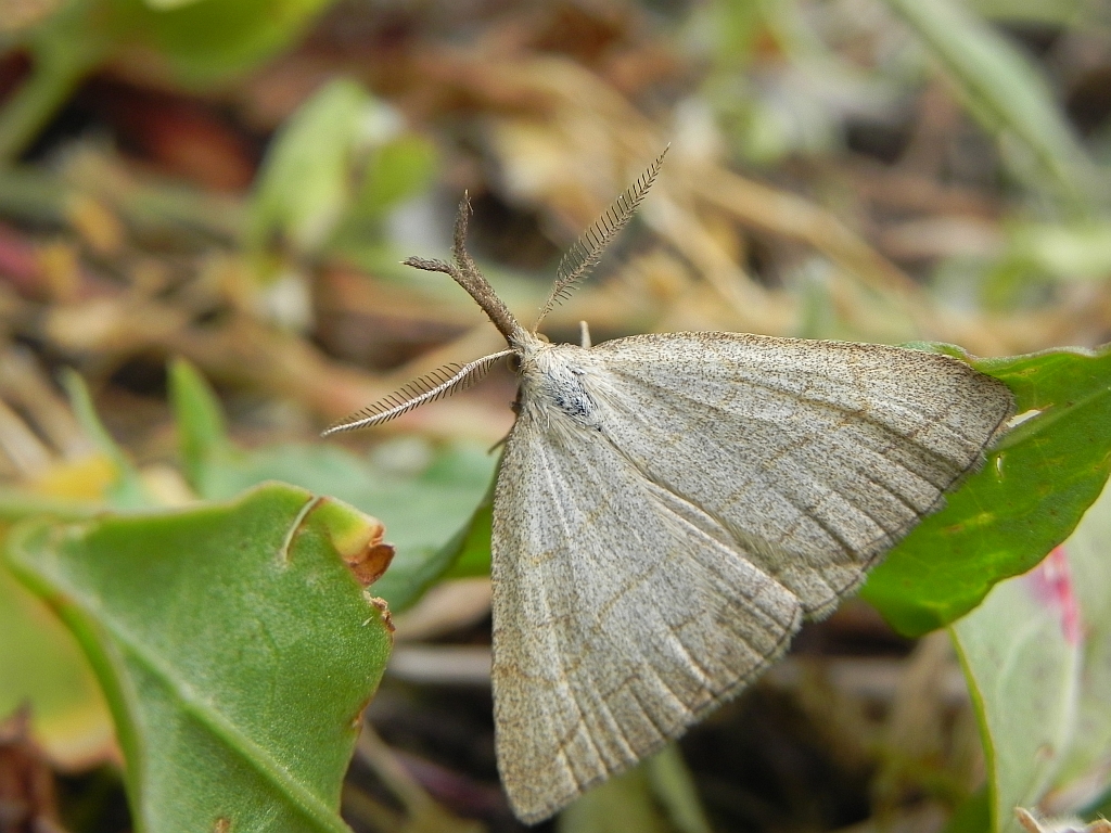 Polypogon tentacularia