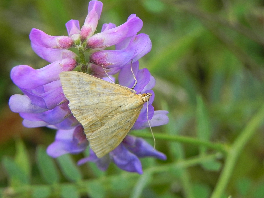 Sitochroa verticalis