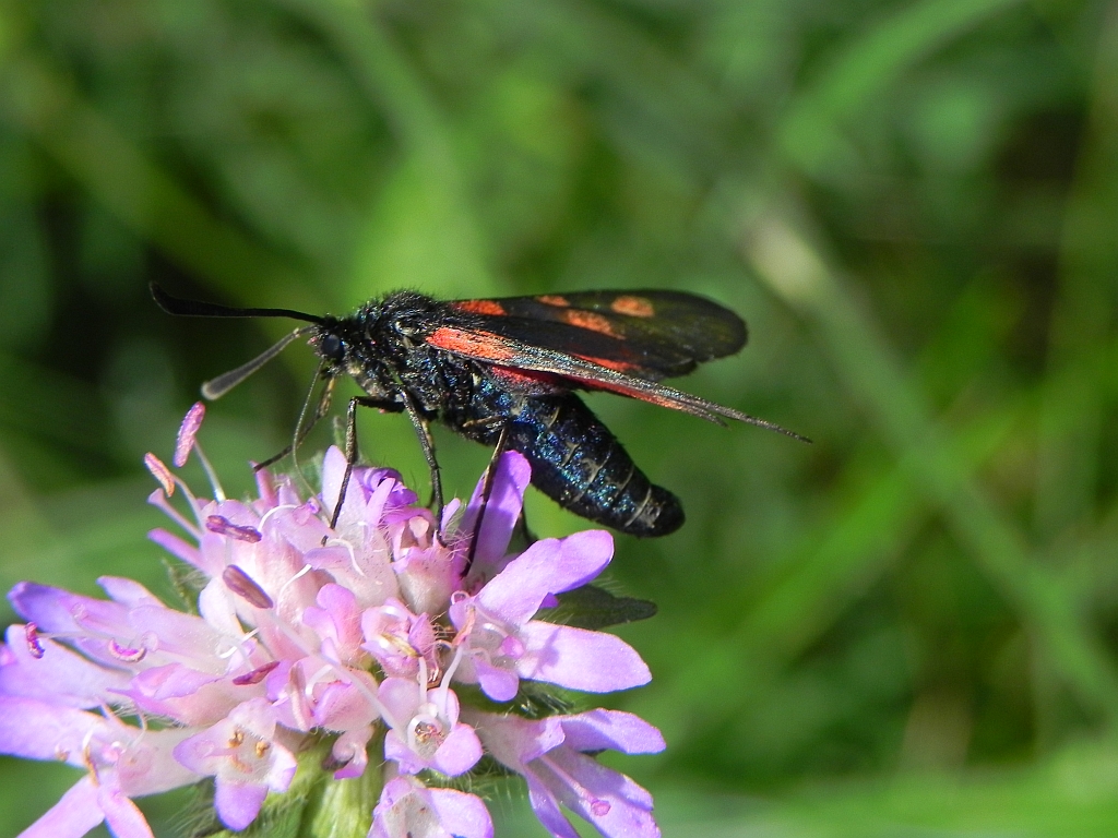 Kraśnik pięcioplamek (Zygaena trifolii)