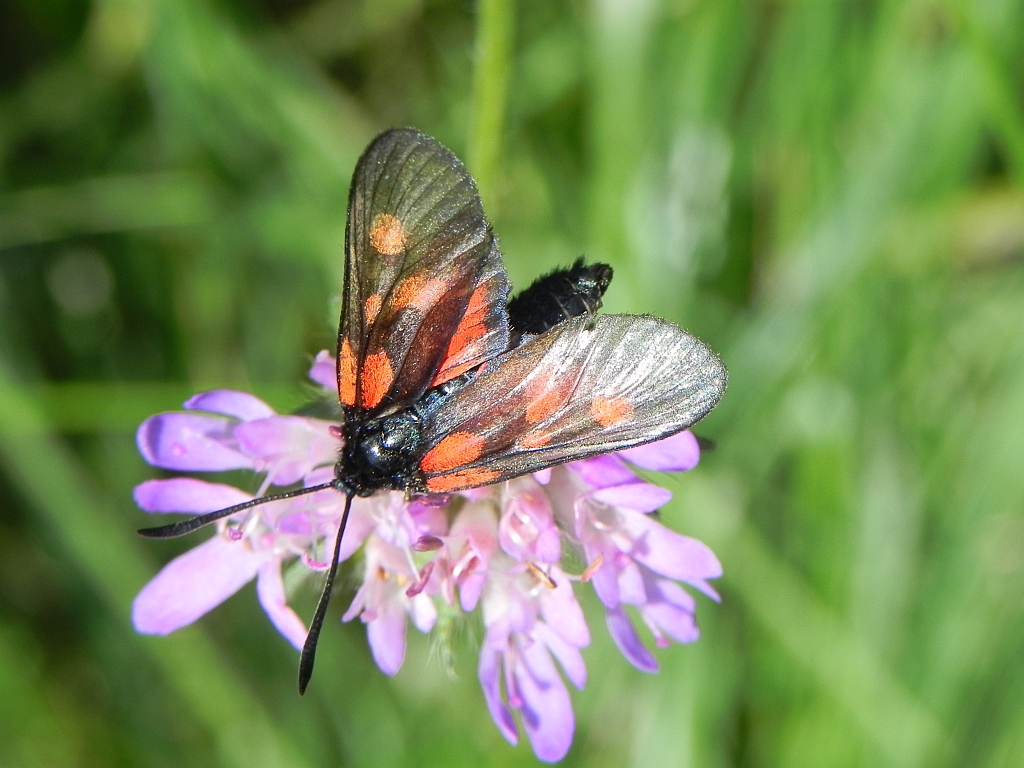Kraśnik pięcioplamek (Zygaena trifolii)