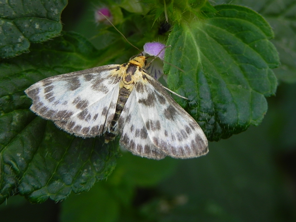 Przezierka pokrzywianka (Anania hortulata)