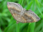 Paśnik komosiak, pomiernik komosiak (Scotopteryx chenopodiata)