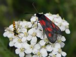 Kraśnik pięcioplamek (Zygaena trifolii)
