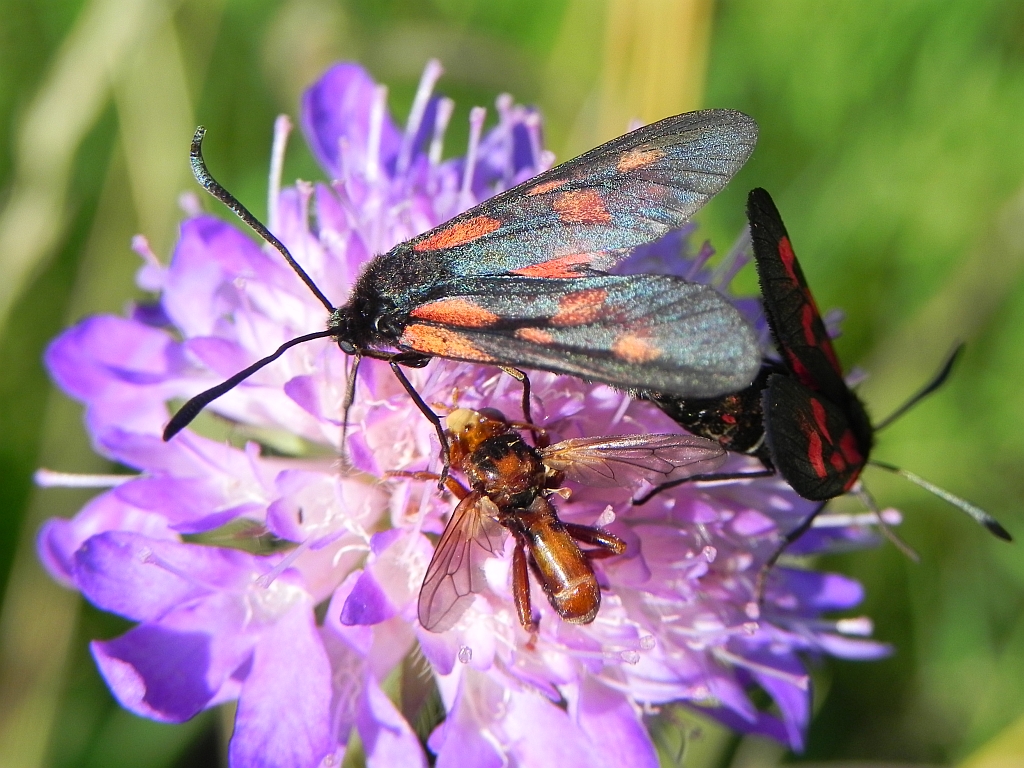 Kraśnik pięcioplamek (Zygaena trifolii)