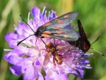 Kraśnik pięcioplamek (Zygaena trifolii)