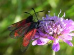 Kraśnik purpuraczek (Zygaena purpuralis)