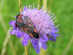 Kraśnik pięcioplamek (Zygaena trifolii)