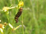 Proporzyca marzymłódka (Tyria jacobaeae)