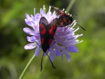 Kraśnik pięcioplamek (Zygaena trifolii)