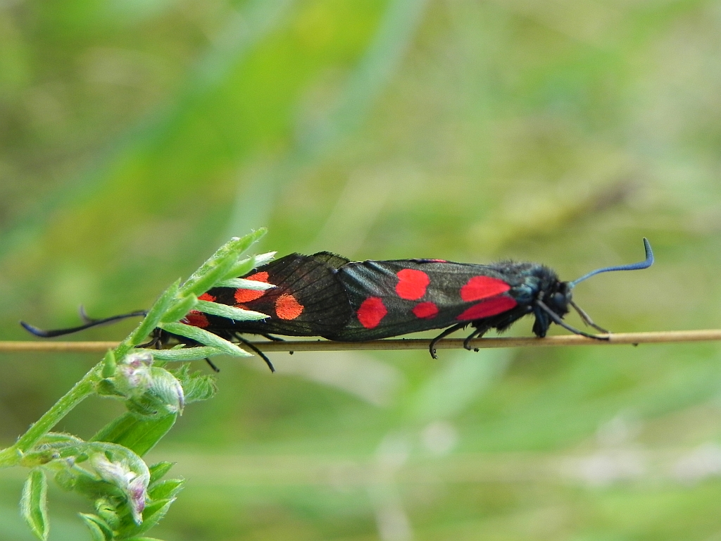 Kraśnik pięcioplamek (Zygaena trifolii)