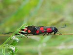 Kraśnik pięcioplamek (Zygaena trifolii)