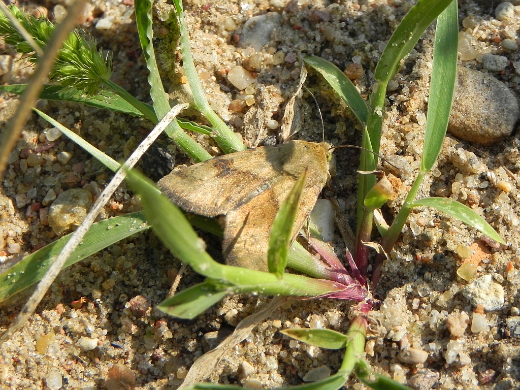 Heliothis adaucta