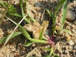 Heliothis adaucta
