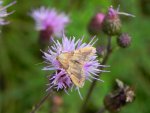 Endotricha flammealis