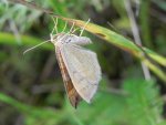 Paśnik komosiak/Pomiernik komosiak (Scotopteryx chenopodiata)