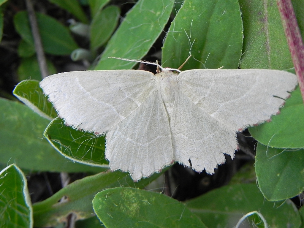 Miernik kędziorek (Thalera fimbrialis)