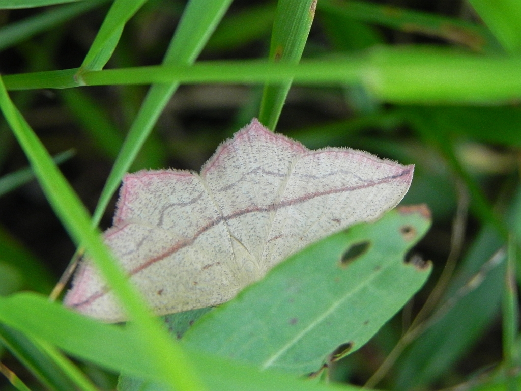 Walgina rdestniak (Timandra comae)