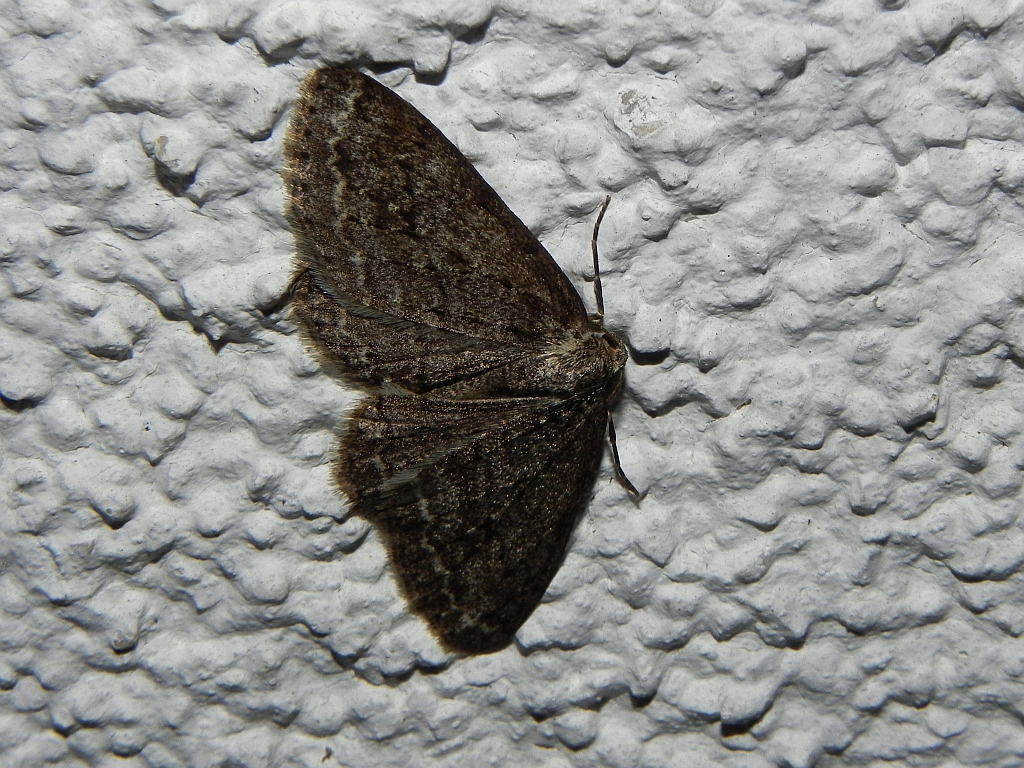 Przylepek pomrocznik (Ectropis crepuscularia)
