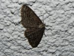 Przylepek pomrocznik (Ectropis crepuscularia)