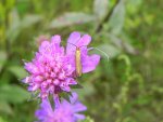 Wąsateczka lśniaczek (Nemophora metallica)