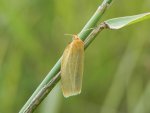 Fałdówka siostrzyczka (Eilema sororcula)