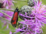 Kraśnik purpuraczek (Zygaena purpuralis)