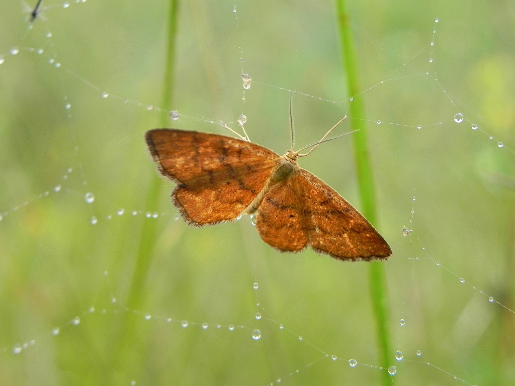 Krocznik rudak (Idaea rufaria)